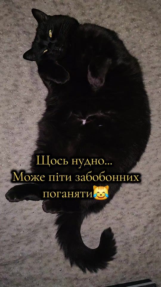 TikTok video thumbnail by cat...oscar