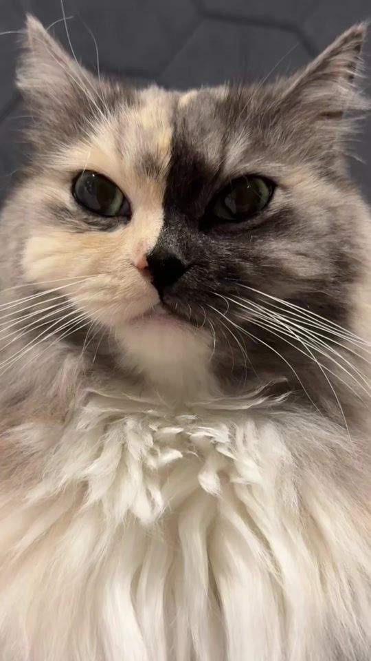 TikTok video thumbnail by geri.cat