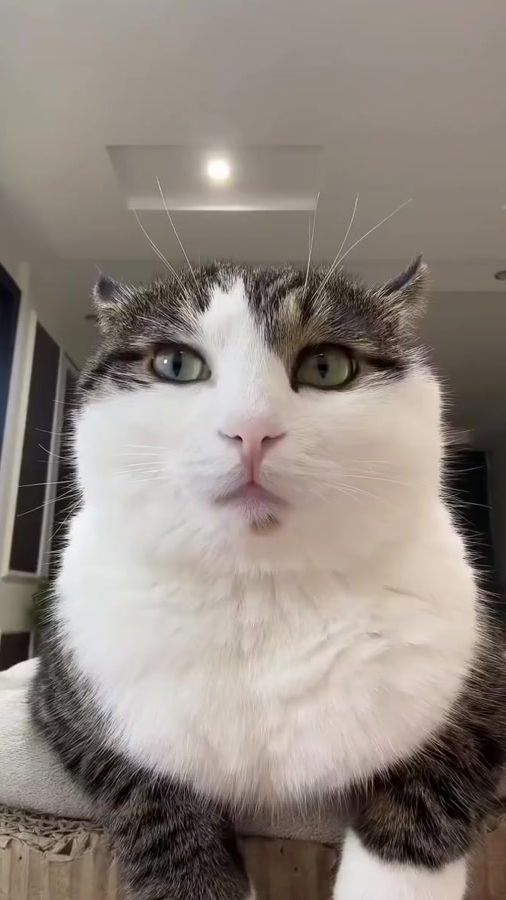 TikTok video thumbnail by randomcurator.my