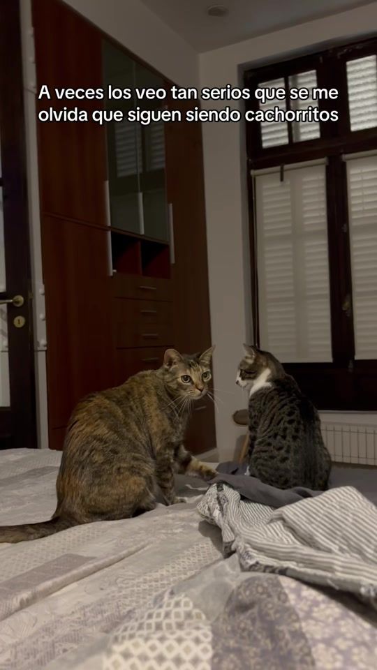 TikTok video thumbnail by kira.thecat