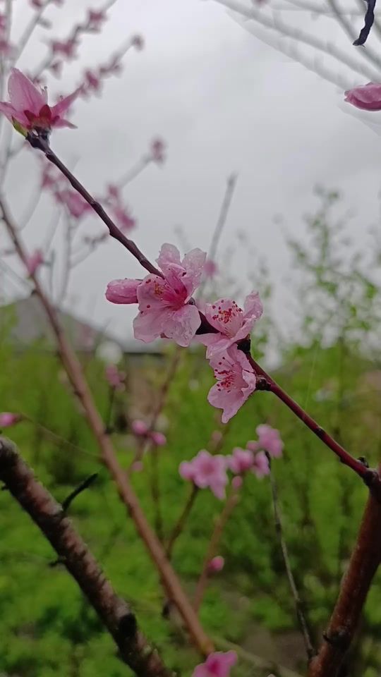TikTok video thumbnail by iyun.27