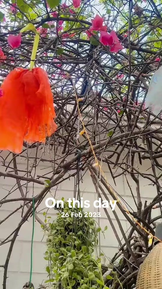TikTok video thumbnail by afra_ikra