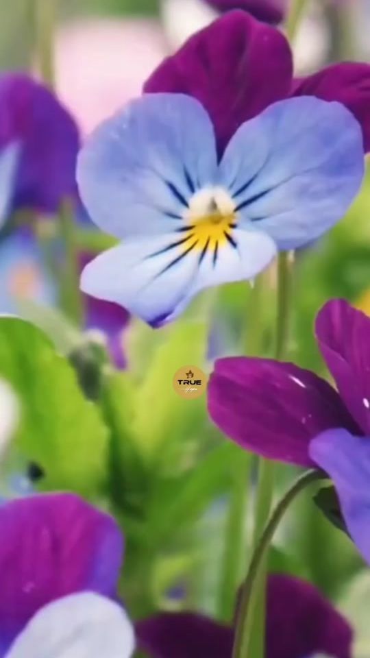 TikTok video thumbnail by amseng12