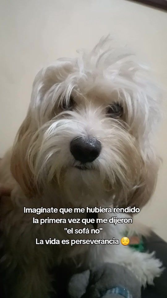 TikTok video thumbnail by capitan.poodle