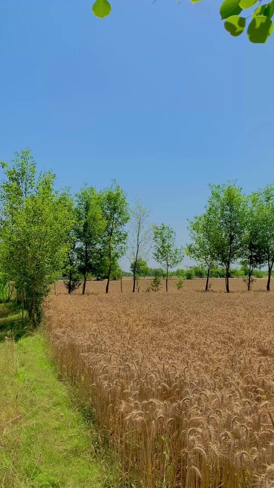 TikTok video thumbnail by ali_dhuddi