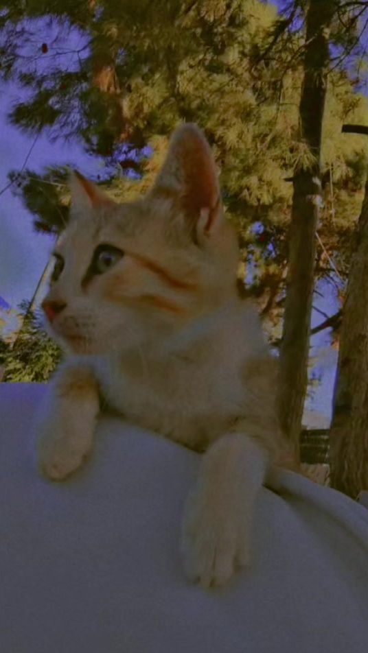 TikTok video thumbnail by shahd8.66