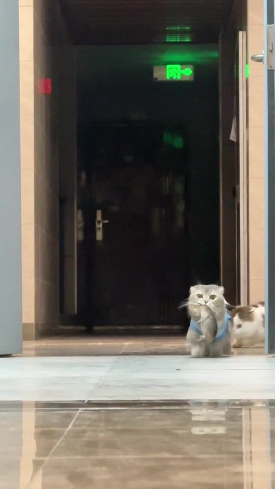 TikTok video thumbnail by miao.mi6