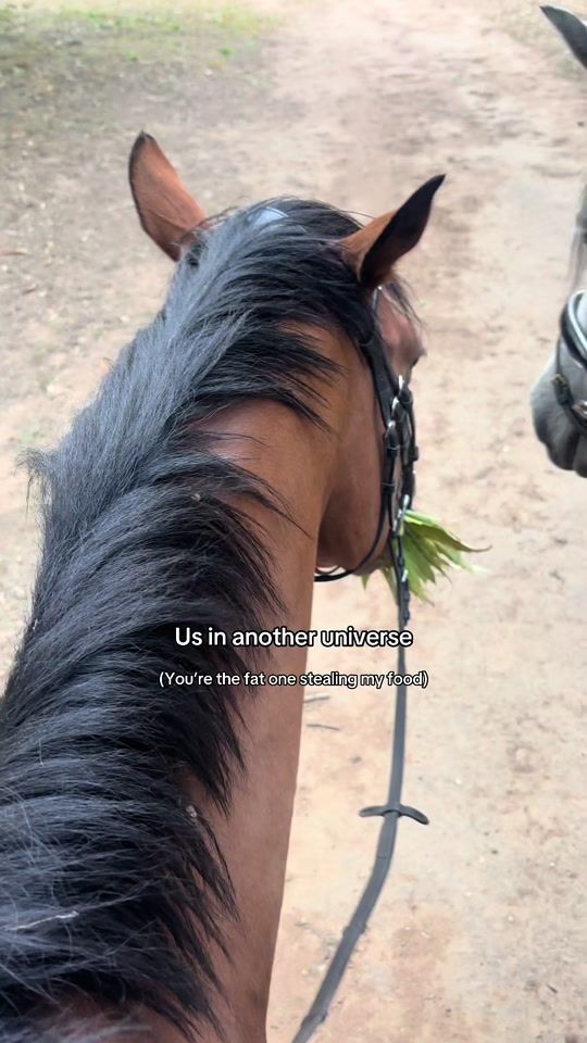TikTok video thumbnail by abby..eventing