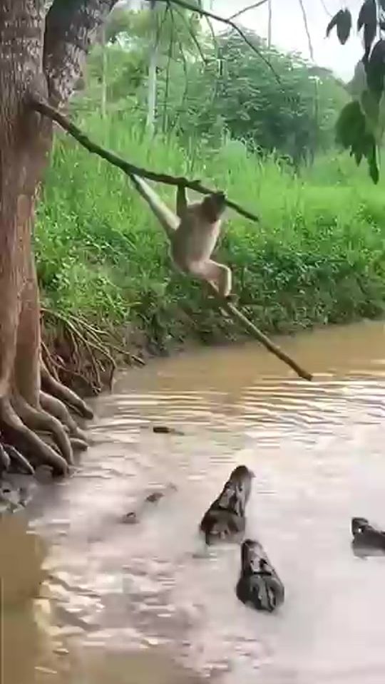 TikTok video thumbnail by jakirraza8