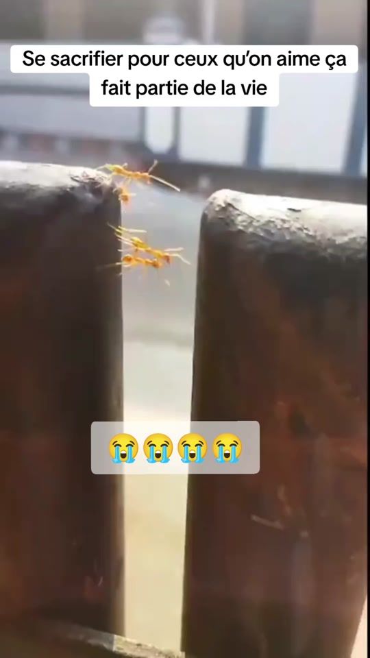 TikTok video thumbnail by tnt23m1
