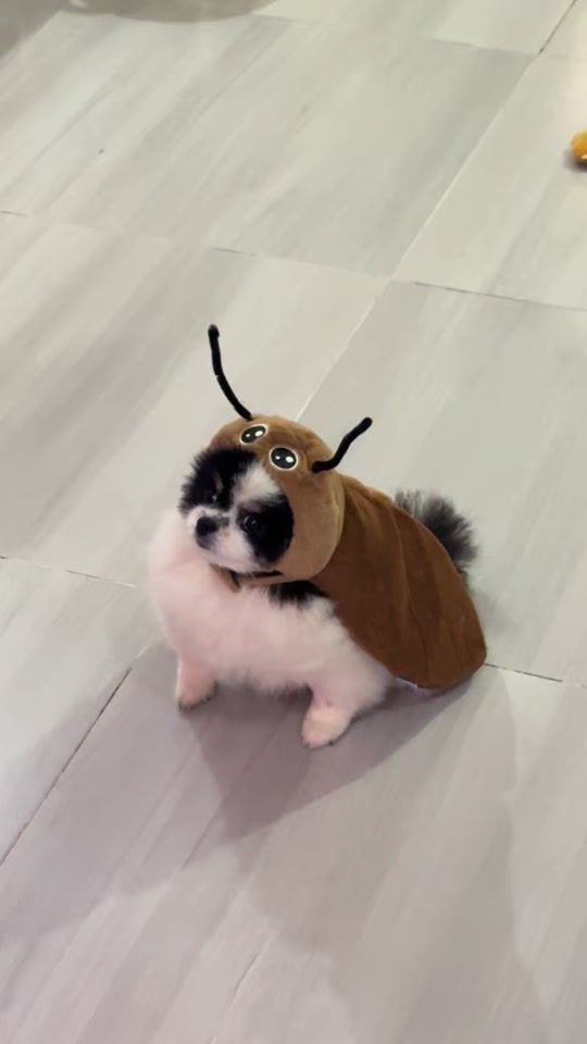 TikTok video thumbnail by bachulengleng