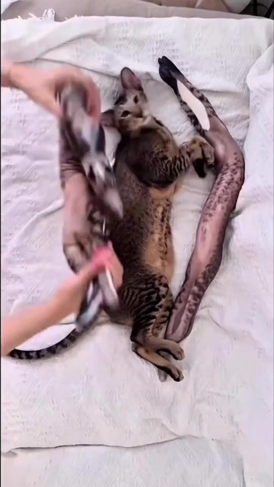 TikTok video thumbnail by timbarnaby
