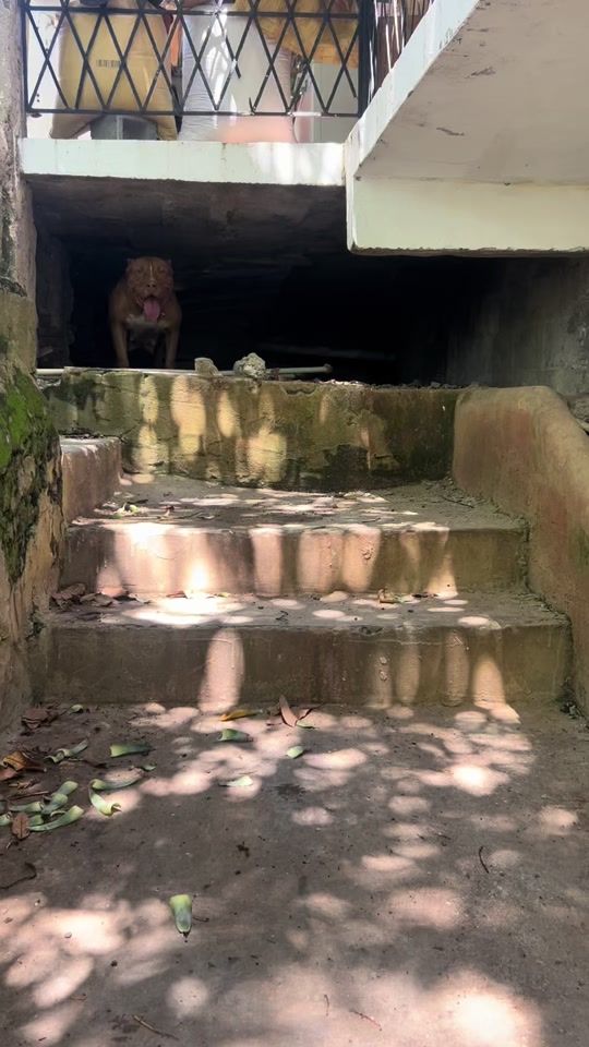 TikTok video thumbnail by los_conquistadores_rd