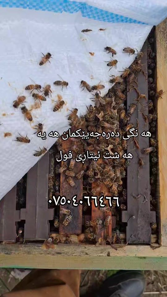 TikTok video thumbnail by xoshnawkurdy