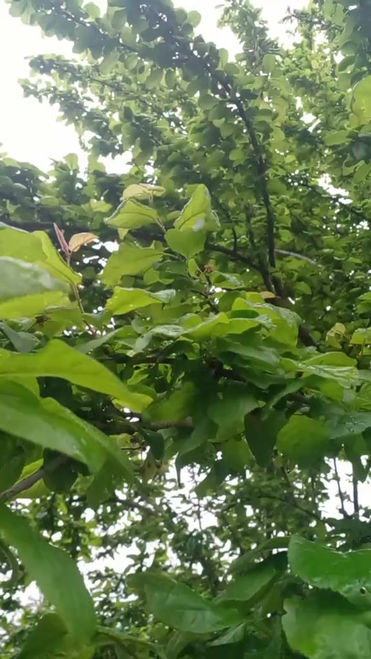 TikTok video thumbnail by qebeleli36.a
