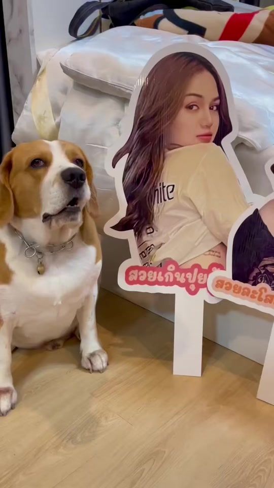 TikTok video thumbnail by leothebeagle7