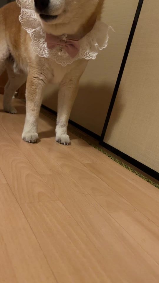 TikTok video thumbnail by ichiichi52