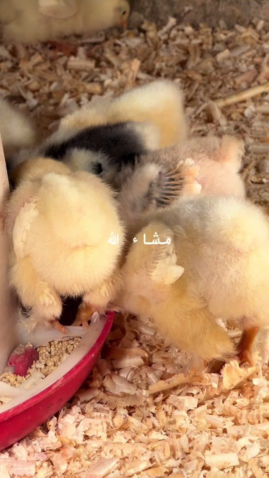 TikTok video thumbnail by mmmkk7874