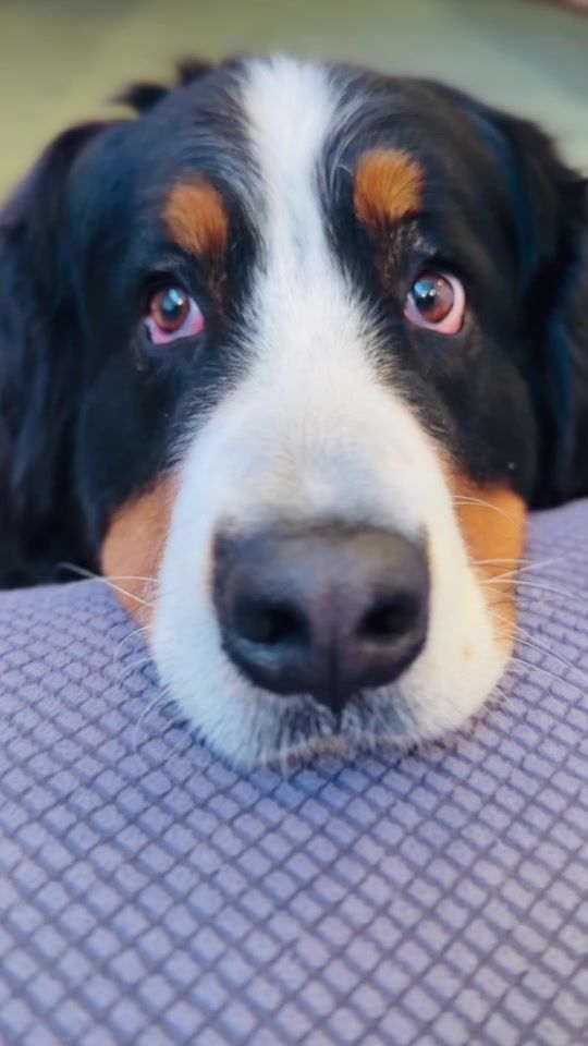 TikTok video thumbnail by doggy_kinoco