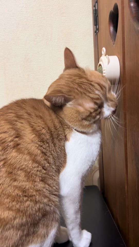 TikTok video thumbnail by tora0502
