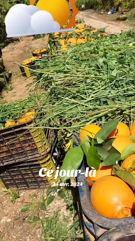 TikTok video thumbnail by zeherazehera