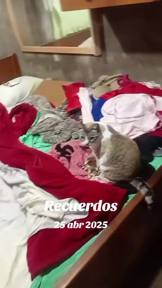 TikTok video thumbnail by monicalaloca5