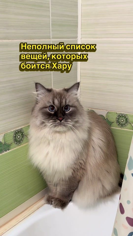 TikTok video thumbnail by dedicated_to_sheldon