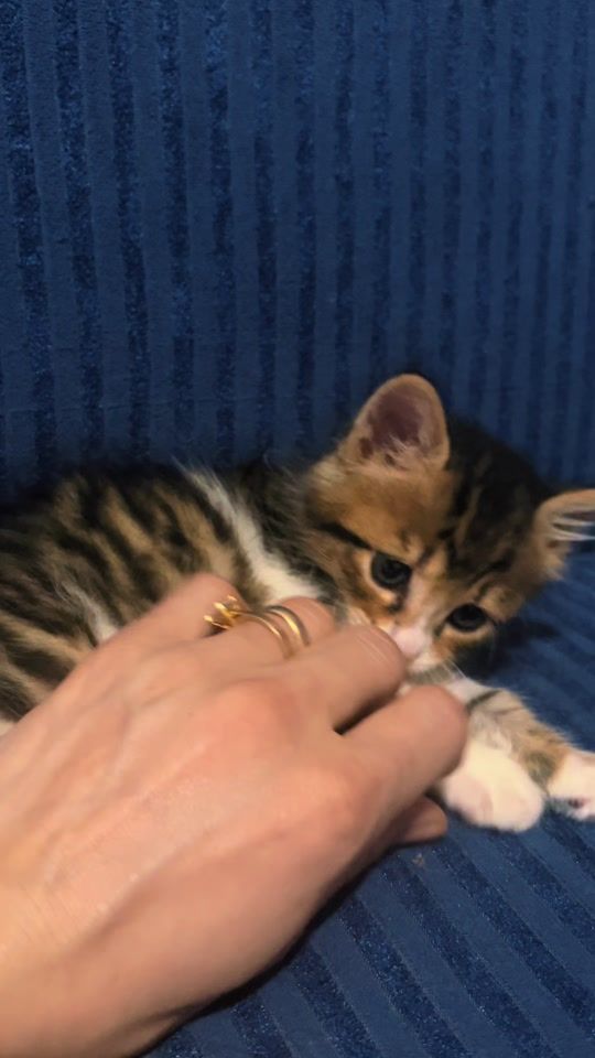 TikTok video thumbnail by vatansivas