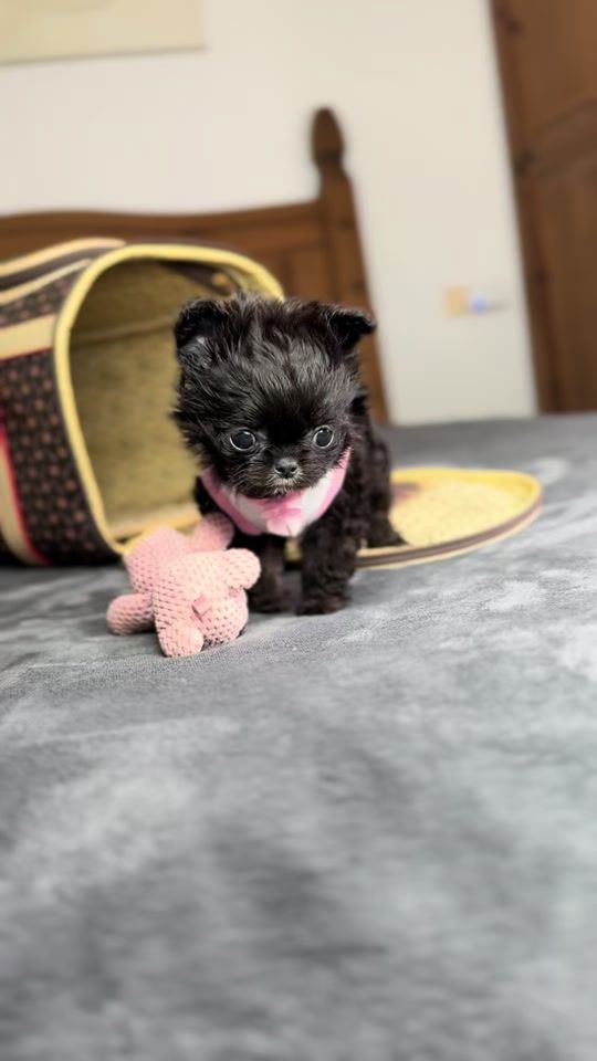 TikTok video thumbnail by teacupchihuahua2