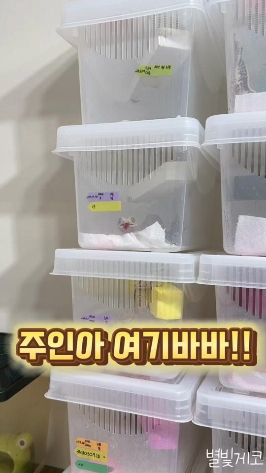TikTok video thumbnail by starlight_gecko