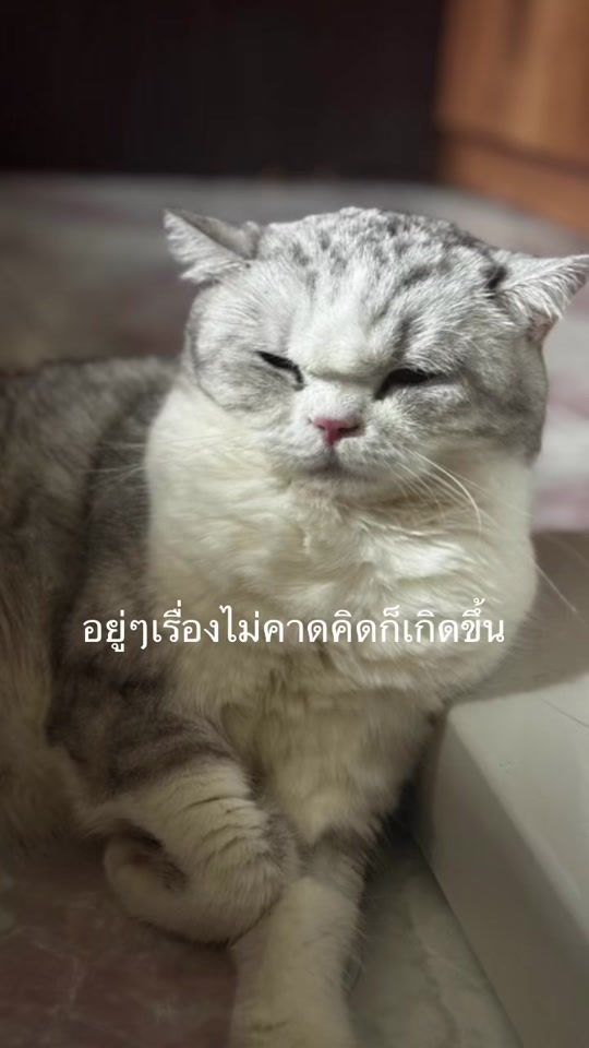 TikTok video thumbnail by aom_ntn