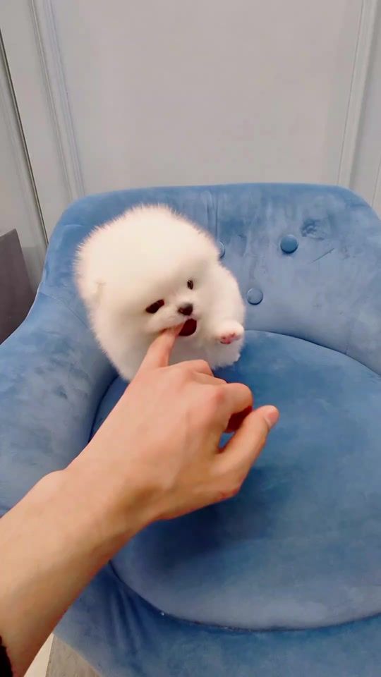 TikTok video thumbnail by dogcastle.th