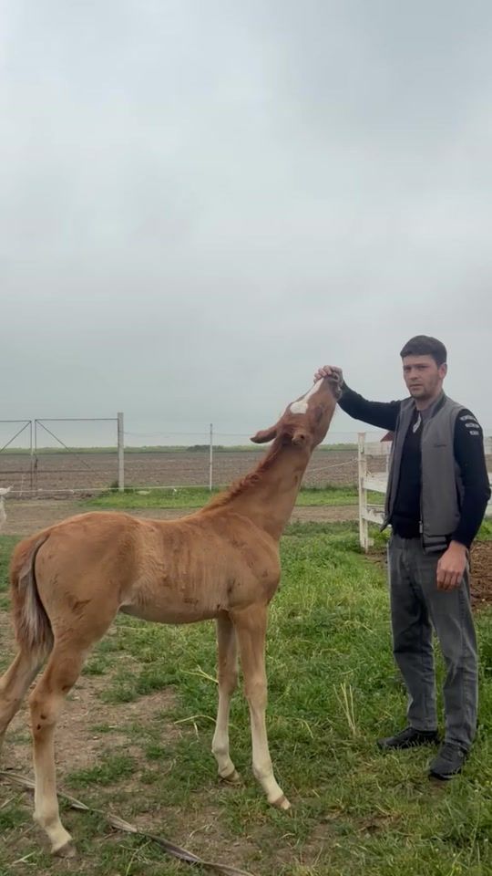 TikTok video thumbnail by cefer_qarabagli