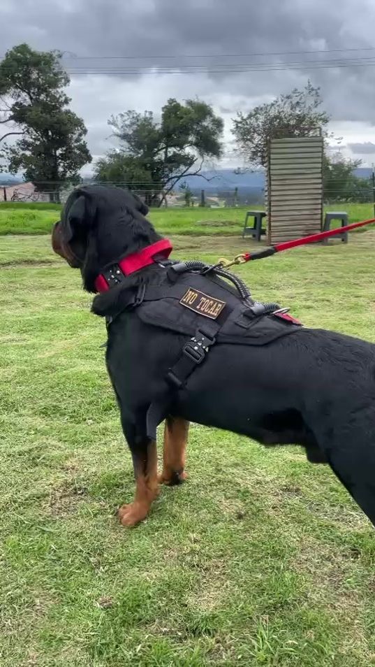 TikTok video thumbnail by rottweilers_para_todos