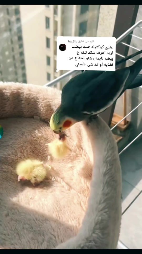 TikTok video thumbnail by lezo2012