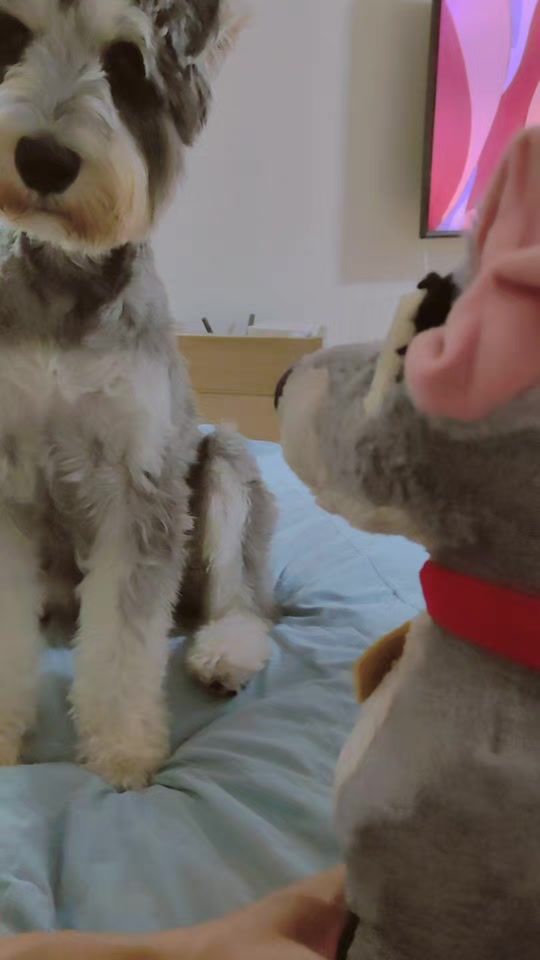 TikTok video thumbnail by lisle7702