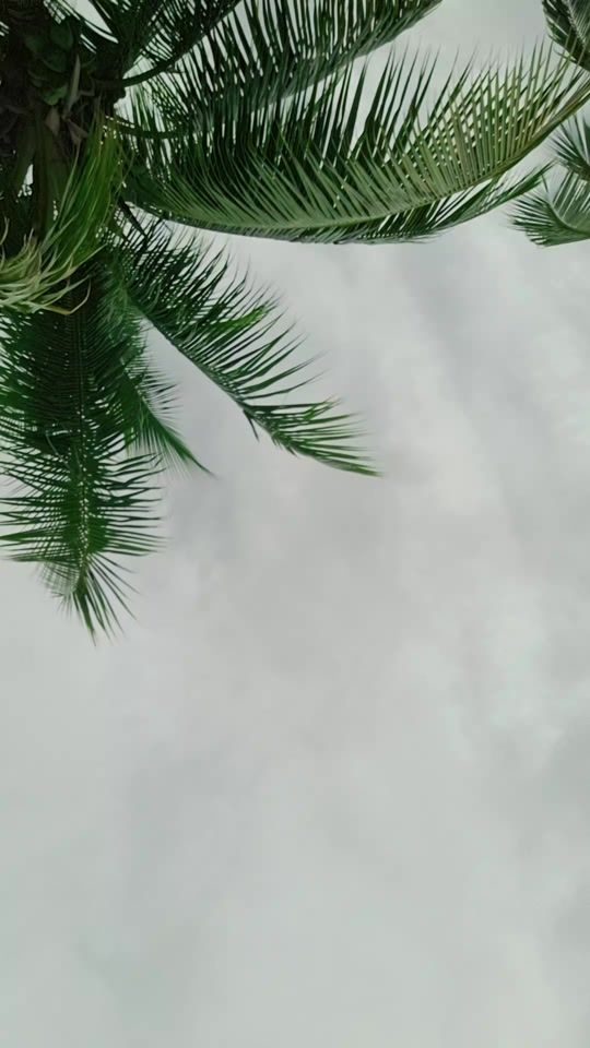 TikTok video thumbnail by primitareddy