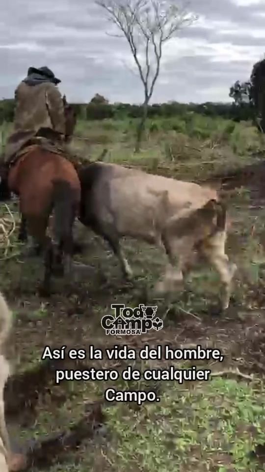 TikTok video thumbnail by todocampofsa
