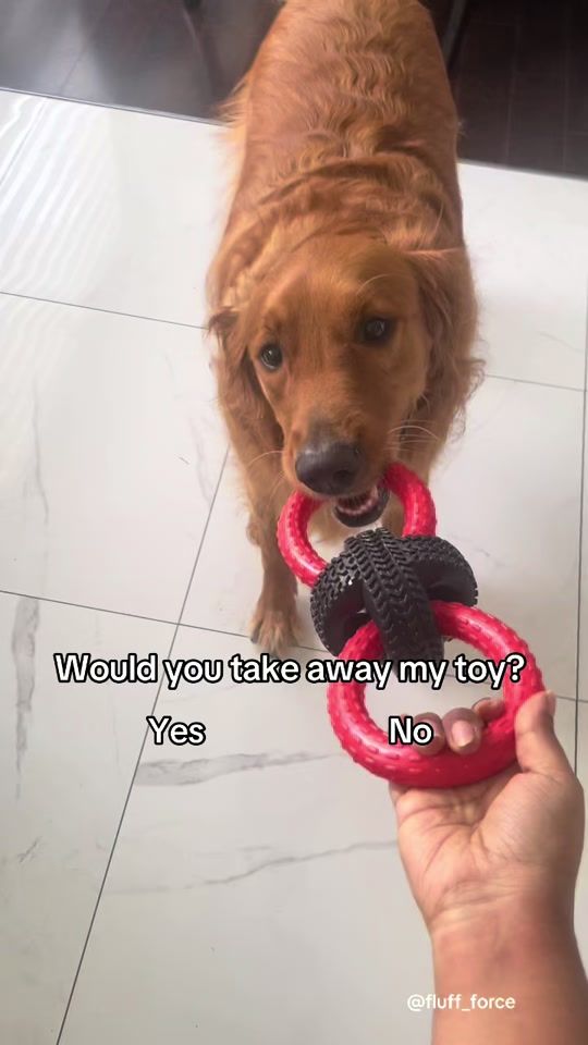 TikTok video thumbnail by life_with_cooper22