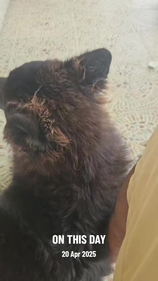 TikTok video thumbnail by spidernetwork777