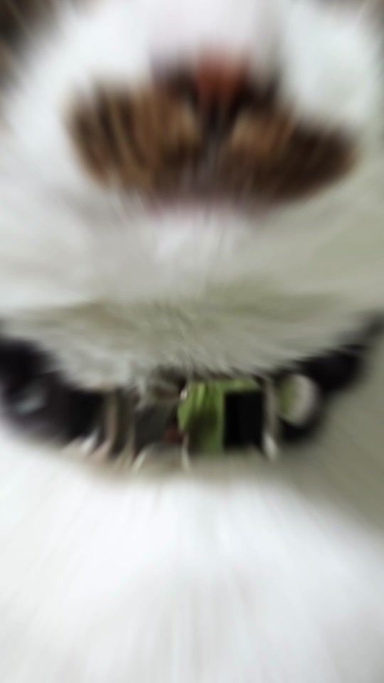 TikTok video thumbnail by chicchi428