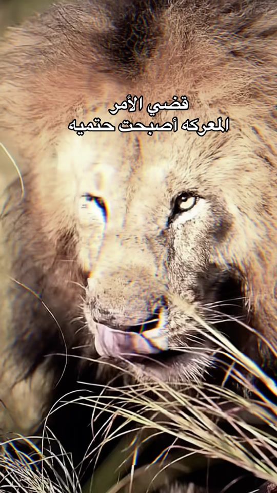 TikTok video thumbnail by mamdouhelbehary2
