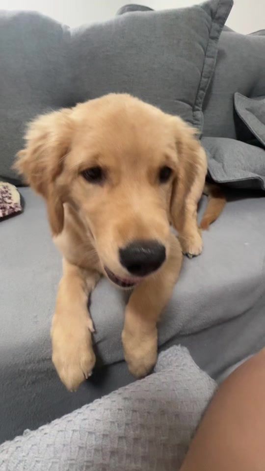 TikTok video thumbnail by maggiegoldinhaaa