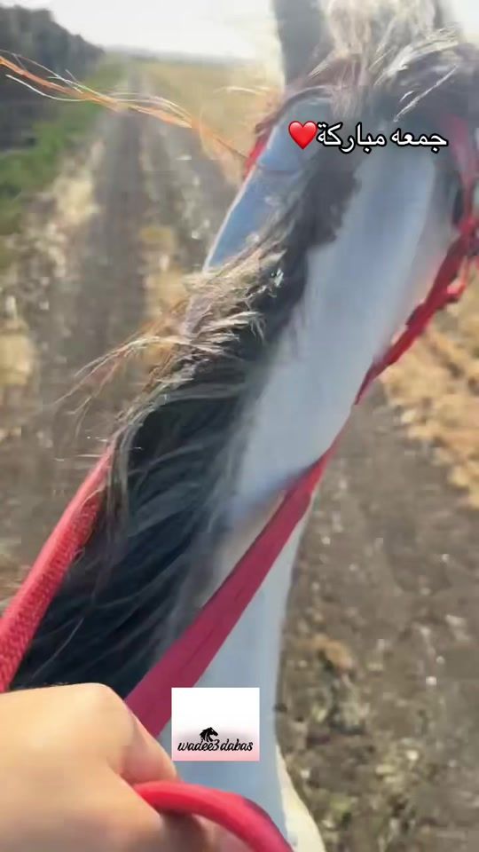 TikTok video thumbnail by wadee3dabas12
