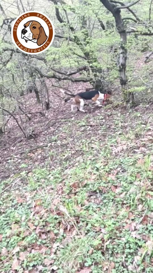 TikTok video thumbnail by _hunter_dogs
