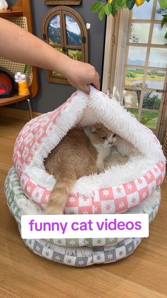TikTok video thumbnail by catslover2k25