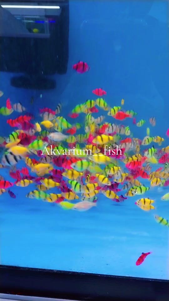 TikTok video thumbnail by akvarium_fish