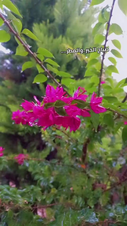TikTok video thumbnail by naassmaaa