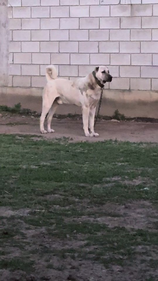 TikTok video thumbnail by shapidujak