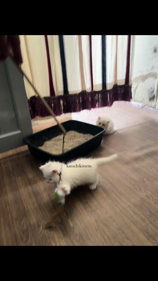 TikTok video thumbnail by karachikittens